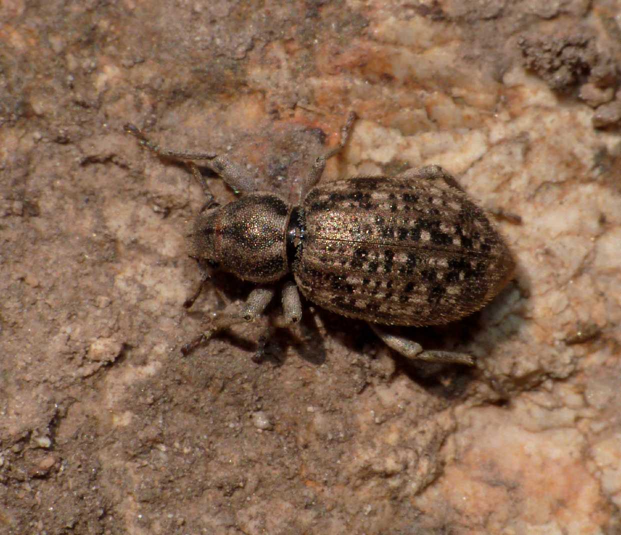 Piccoli Curculionidae sotto una pietra: Cycloderes sp.